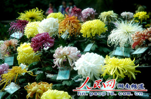 花開正濃