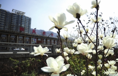 蘭州 鮮花 花海