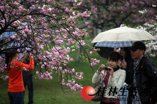 桂林 櫻花 南溪公園