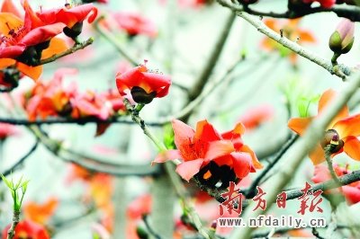 廣州 木棉 英雄花
