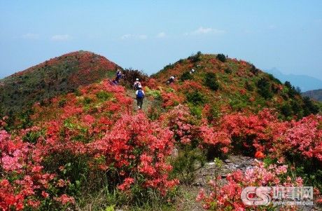 江西 杜鵑 武功山