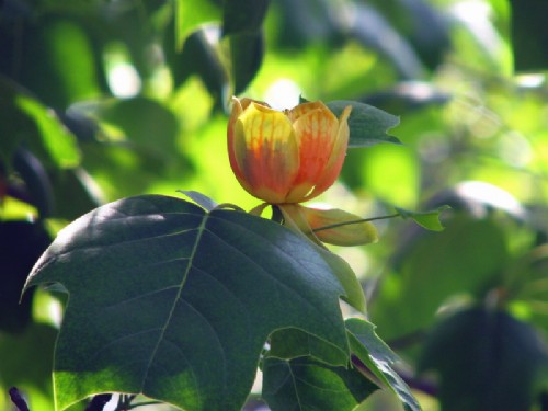 北京 植物園 馬褂木