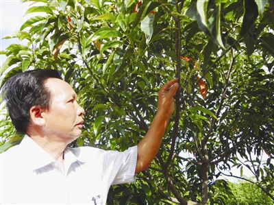 海南 花梨木 綠化