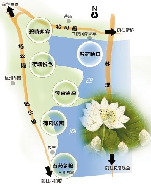 荷花 杭州 西湖