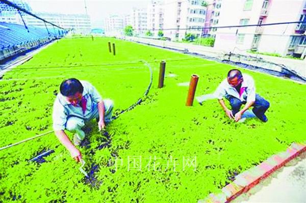 濟南 屋頂綠化 園林