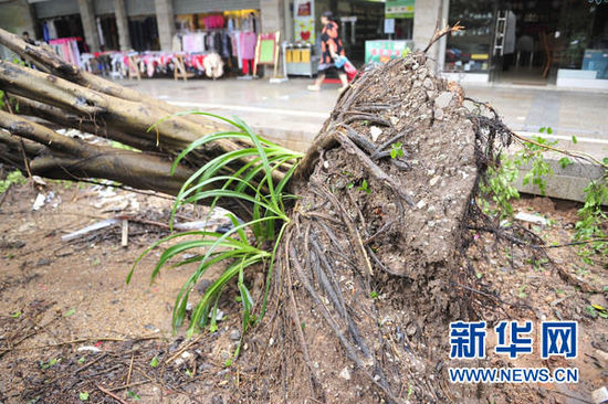 臺風 韋森特 綠化