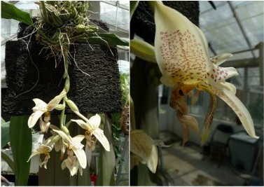 植物 眼斑奇唇蘭 上海