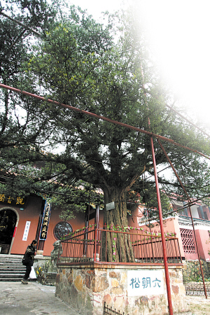 長沙 古樹 綠化
