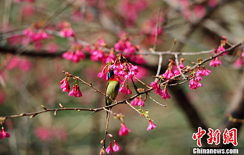 臺灣 櫻花 森林公園