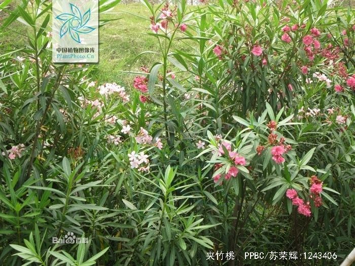 夾竹桃