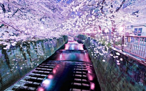 日本櫻花 中國風景園林網