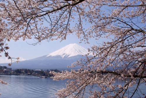 日本櫻花 中國風景園林網 