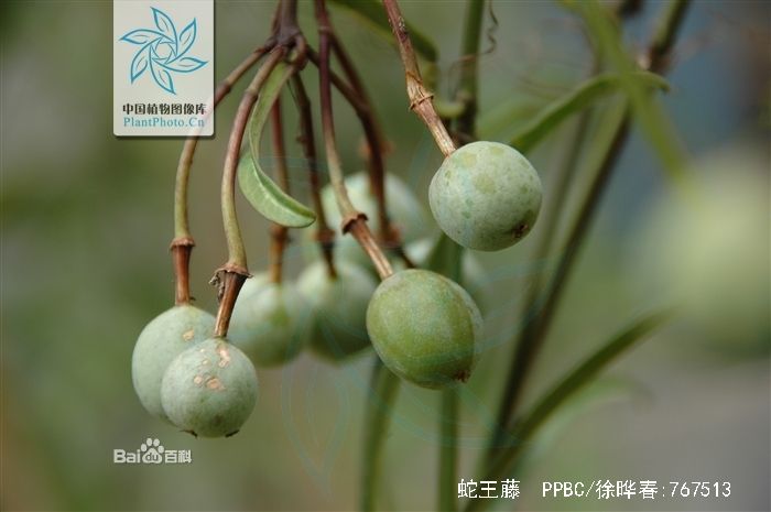 蛇王藤的果