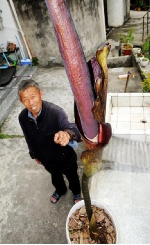 認識植物