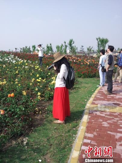 玫瑰 花卉 公園