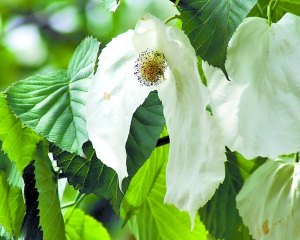 鴿子花