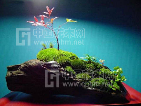 盆中綠苔