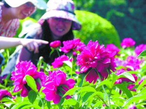 北京植物園 芍藥 公園
