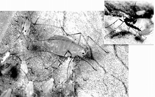 科學研究