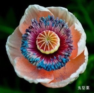 趣味植物