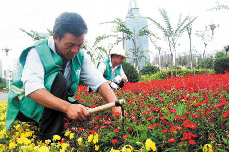 園林工人在岳麓大道綠化帶進行花草補栽。