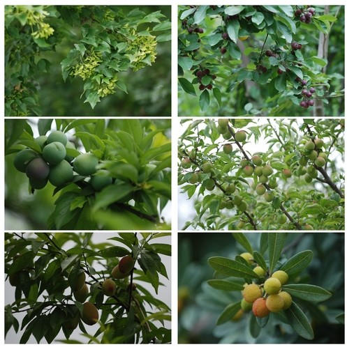 植物園 端午