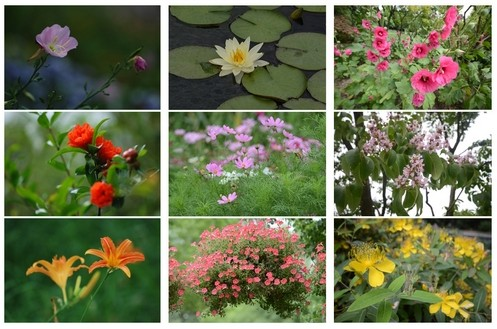 植物園 端午