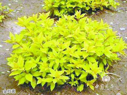 金葉蕕