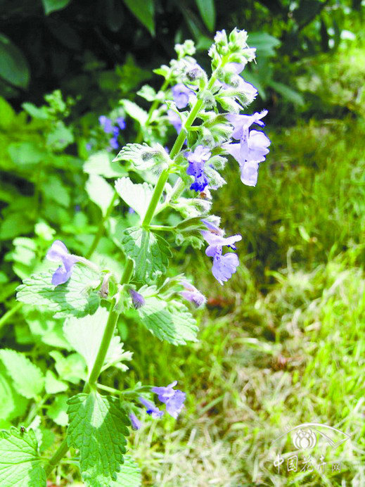 荊芥