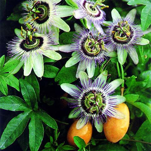 西番蓮 花卉 雞蛋果