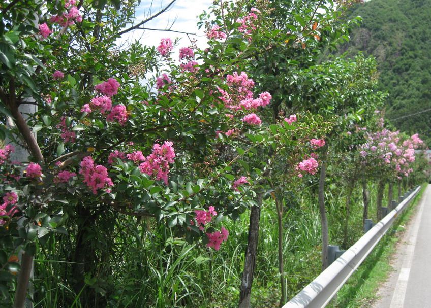 公路 綠化 花卉