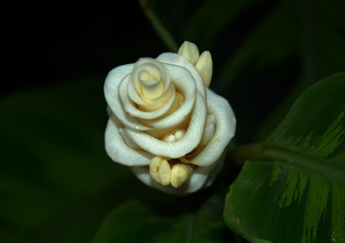 瓦氏肖竹芋 花卉 擬態