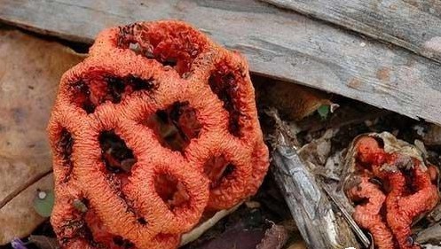紅籠頭菌