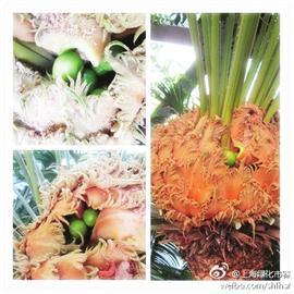 鐵樹開花