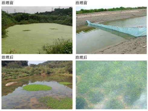 水庫生態治理