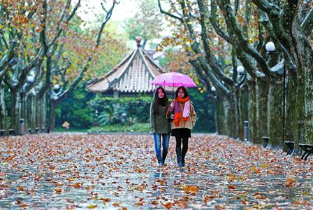 在許多街頭，梧桐樹(shù)葉紛紛落地，市民們打著雨傘行走在街頭 殷立勤　攝