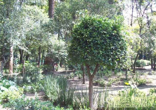 墨西哥公園