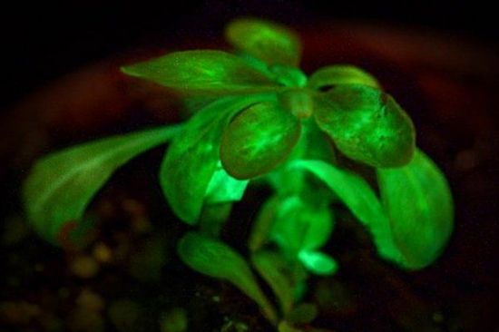基因改造自發光植物