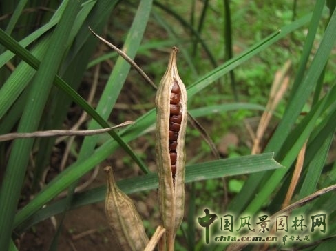 馬藺