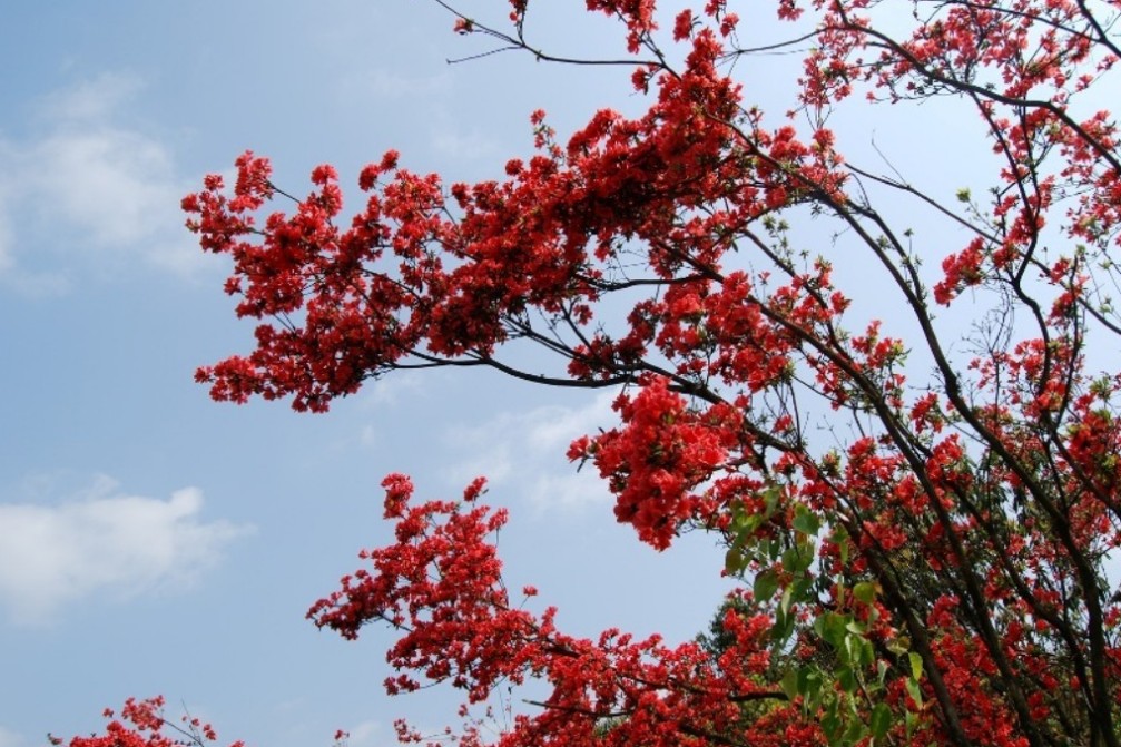 馬纓杜鵑
