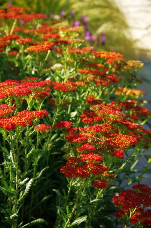 Follers Manor花園