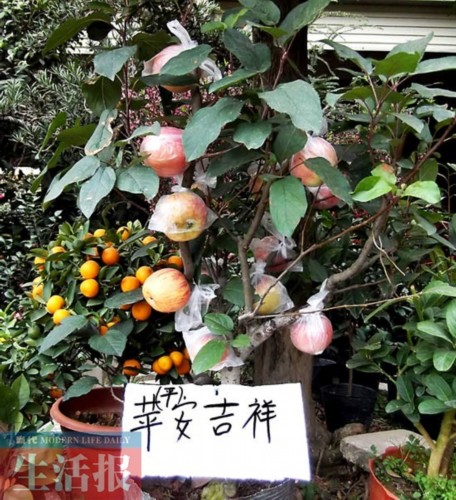商家擺賣的盆栽“蘋果樹”樹高僅1米左右，果實(shí)累累