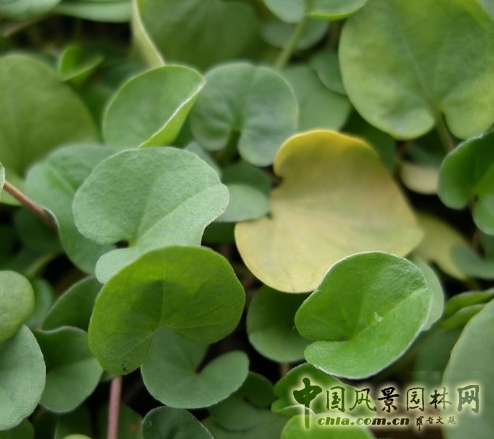 馬蹄草