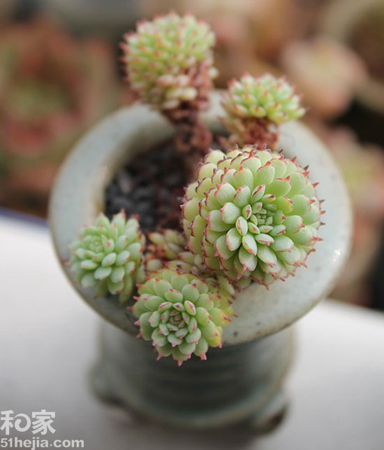多肉植物
