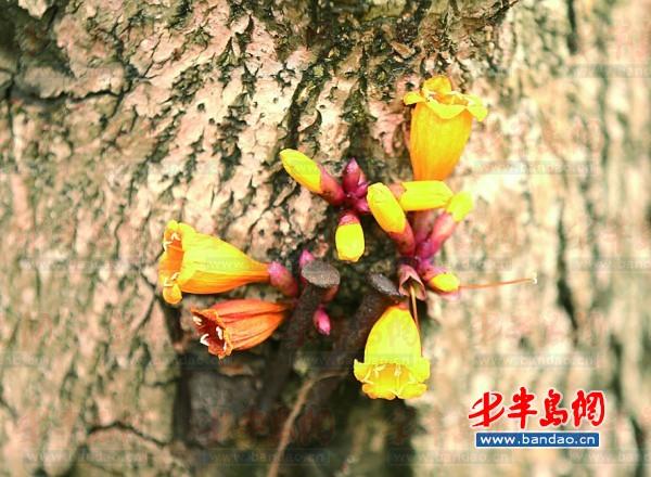 火燒花