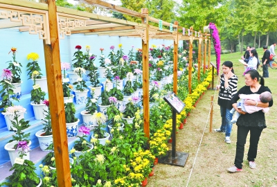 中國菊藝大師李建祥培育的新品菊花在解放公園進行專場展出
