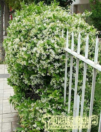 蕭山花木節  等你來圍觀