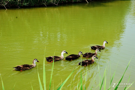 西安：浐灞生態(tài)國(guó)家濕地公園