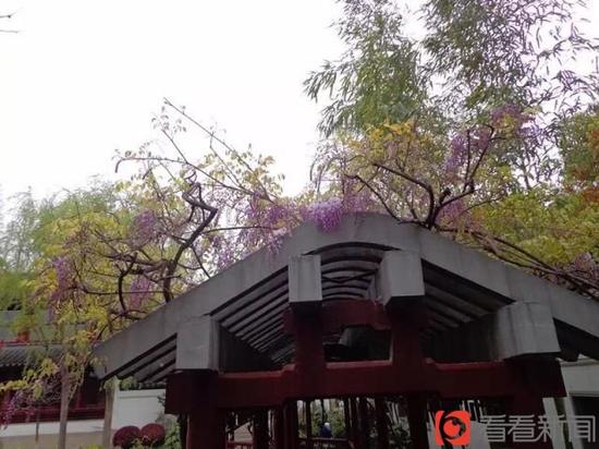 上海古藤園鎮園之寶470歲高齡紫藤綻放