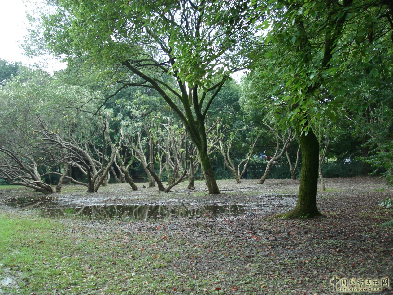 南京林業(yè)大學(xué)風景園林學(xué)院社會實踐活動（二）